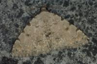 Metachrostis velox