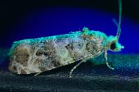 Lobesia botrana