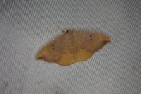 Watsonalla binaria