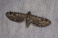 Eupithecia nanata