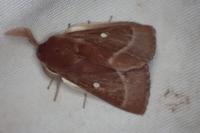 Lasiocampa trifolii