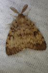 Lymantria dispar