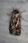Agrotis vestigialis