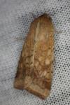 Helicoverpa armigera
