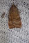 Noctua janthe / Noctua janthina