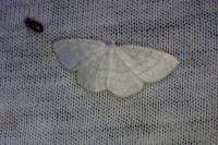 Cabera exanthemata