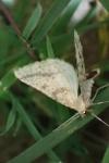 Aspitates ochrearia