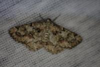 Cleorodes lichenaria