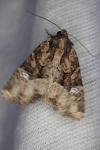 Mesapamea secalis / Mesapamea secalella