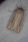 Mythimna riparia
