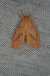 Miltochrista miniata