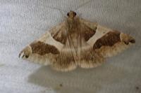 Dysgonia algira