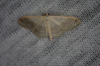 Idaea aversata