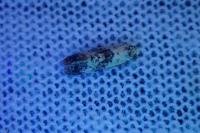 Cochylis hybridella