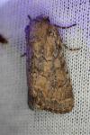 Luperina testacea