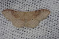 Idaea degeneraria