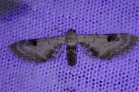Eupithecia centaureata