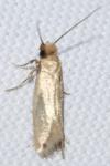 Tineidae