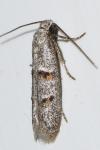 Symmocoides oxybiella