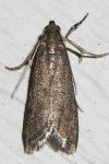 Pyralidae