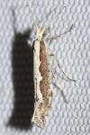 Plutella xylostella