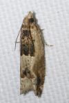Crocidosema plebejana