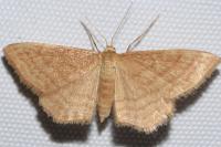 Idaea ochrata