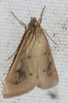 Achyra nudalis