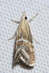 Euchromius anapiellus