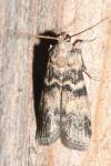 Euzophera pinguis