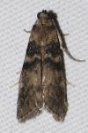 Euzophera pinguis