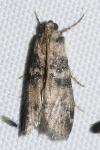 Euzophera pinguis