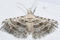 Pterotopteryx dodecadactyla