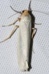 Eilema caniola