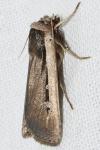 Ochropleura leucogaster