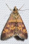 Pyrausta aurata