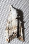 Nola infantula