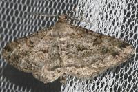 Peribatodes rhomboidaria