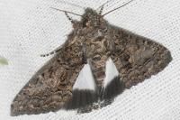 Aedia leucomelas