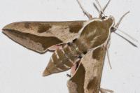 Hyles euphorbiae