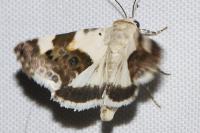Acontia lucida