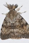 Lymantria dispar