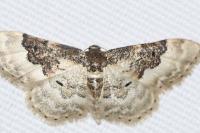 Idaea rusticata