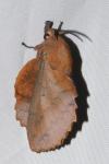 Gastropacha quercifolia