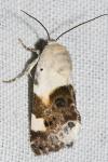 Acontia lucida