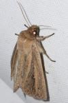 Globia sparganii