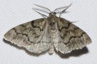 Tephronia sepiaria