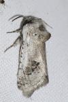 Parahypopta caestrum