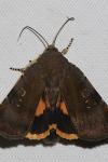 Noctua janthe / Noctua janthina