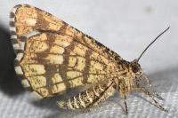 Chiasmia clathrata